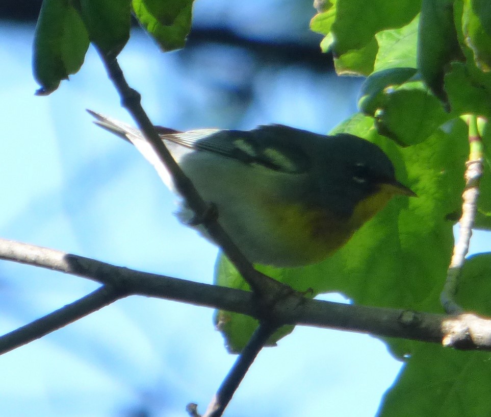 Northern Parula - Hazem Alkhan