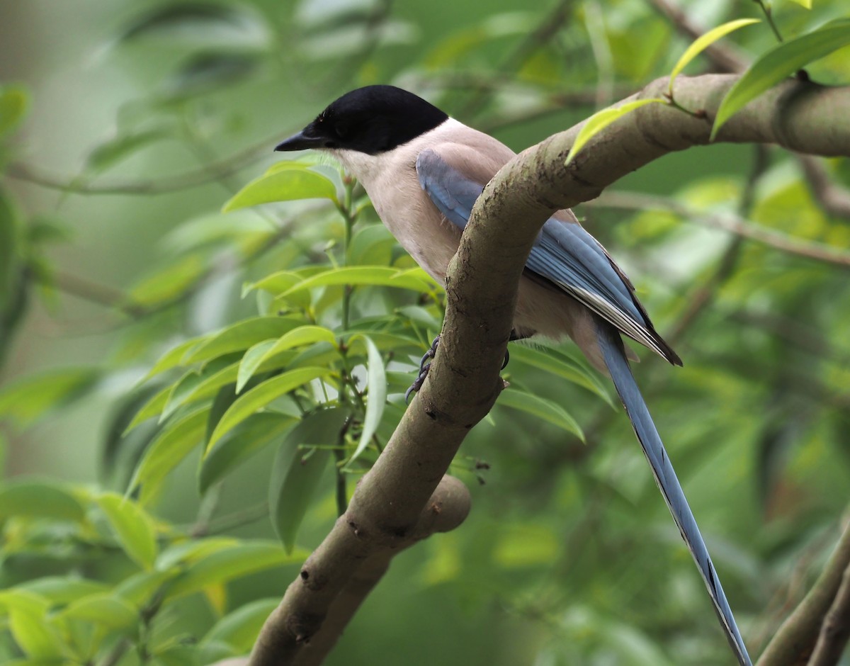 Azure-winged Magpie - Konstantin Akmarov