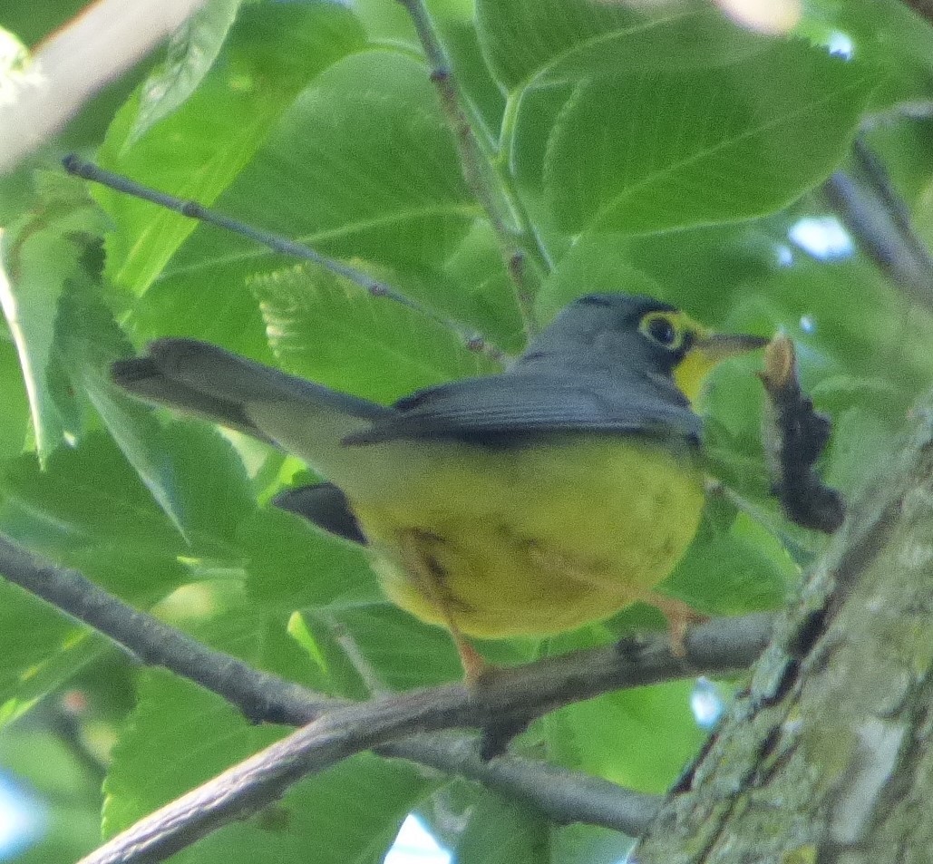 Canada Warbler - ML619516839