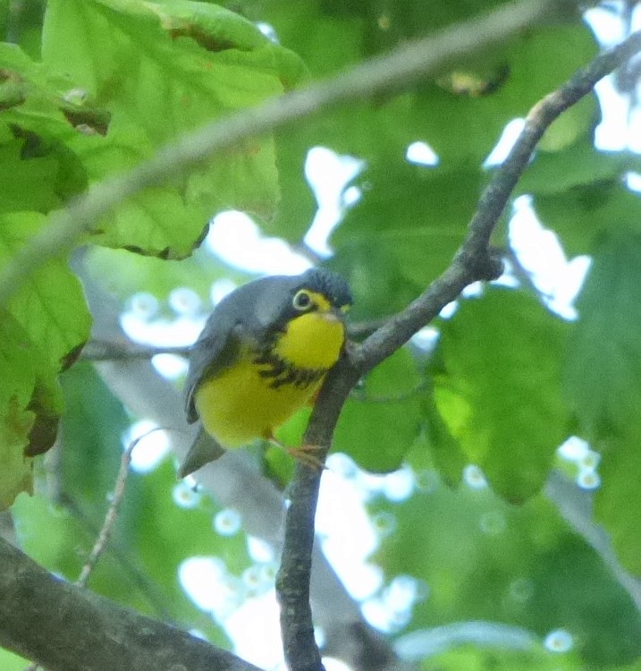 Canada Warbler - ML619516840