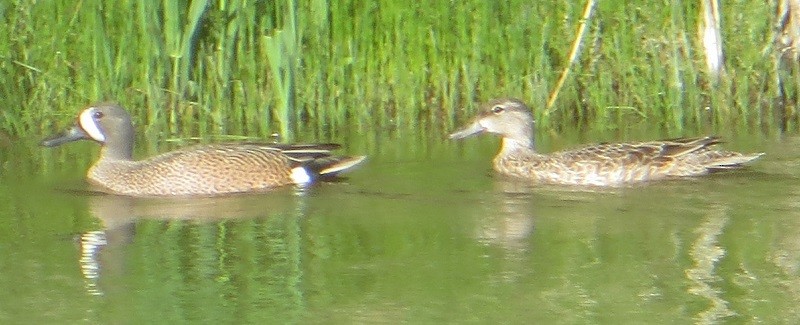 Blue-winged Teal - Ian Fallas