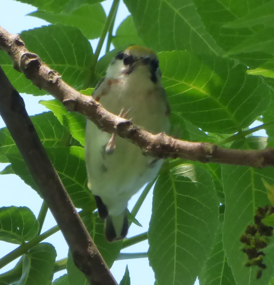 Chestnut-sided Warbler - Hazem Alkhan