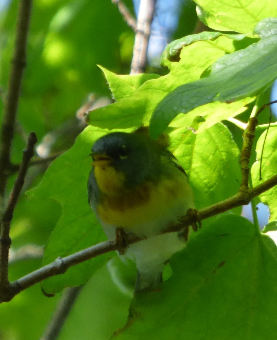 Northern Parula - Hazem Alkhan