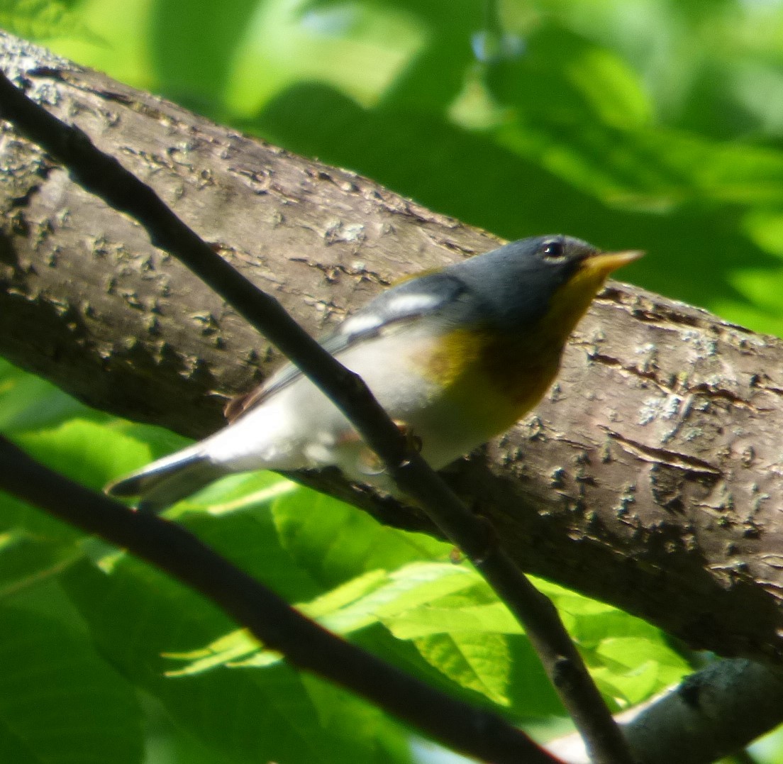 Northern Parula - Hazem Alkhan