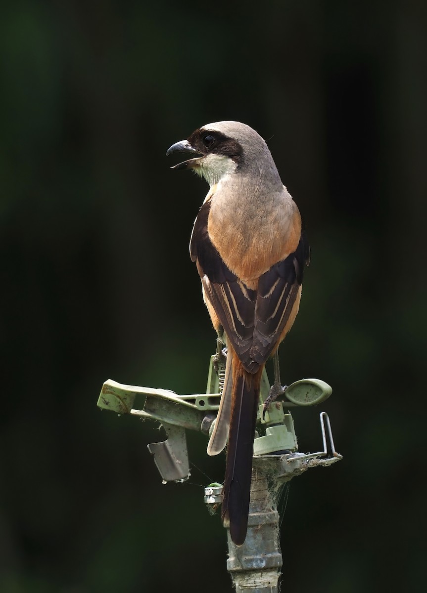 Long-tailed Shrike - Konstantin Akmarov