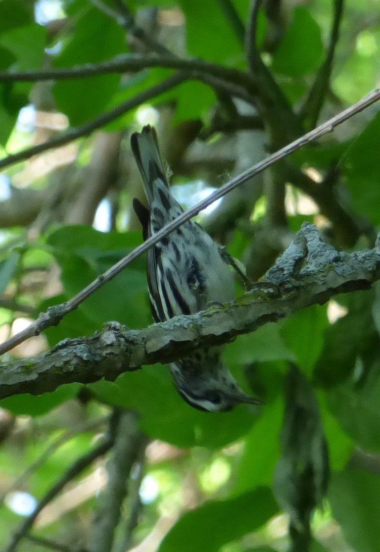 Black-and-white Warbler - Hazem Alkhan