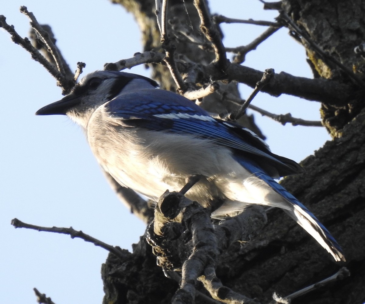 Blue Jay - T C