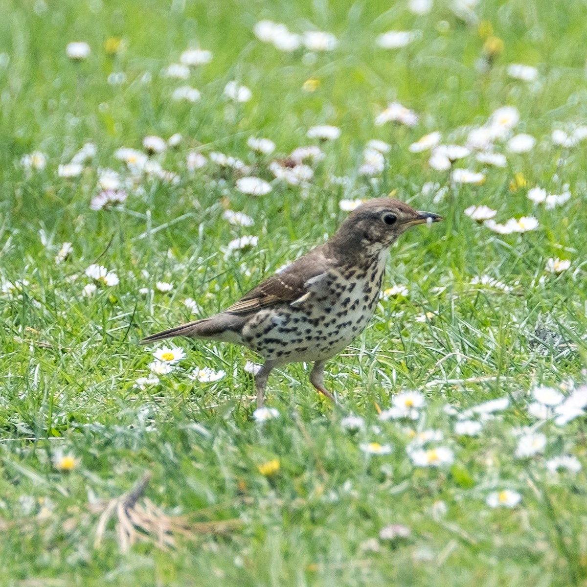 Song Thrush - Daria Semenova