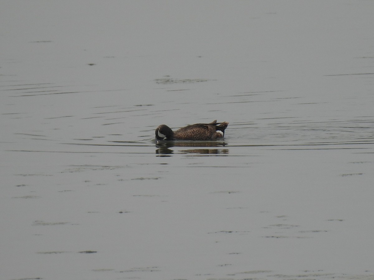 Blue-winged Teal - Nathan Wahler