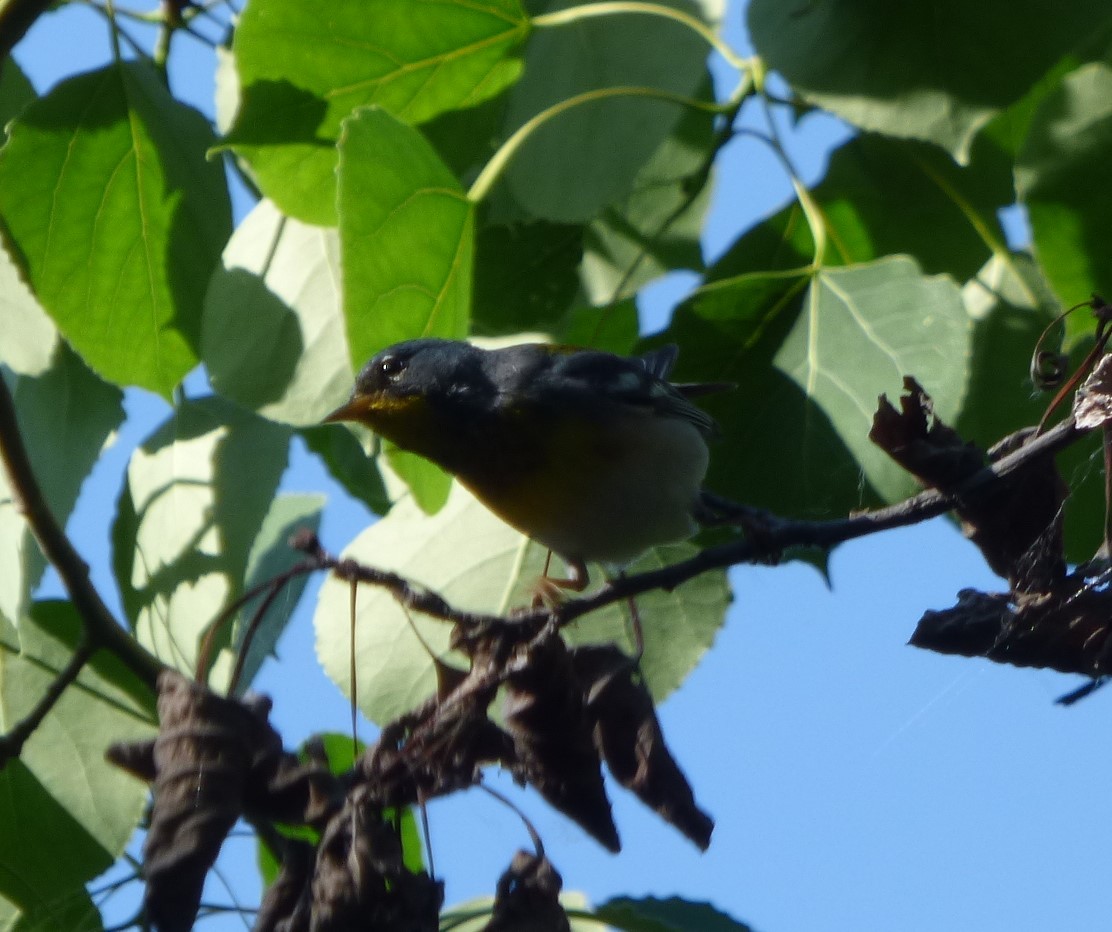 Northern Parula - Hazem Alkhan