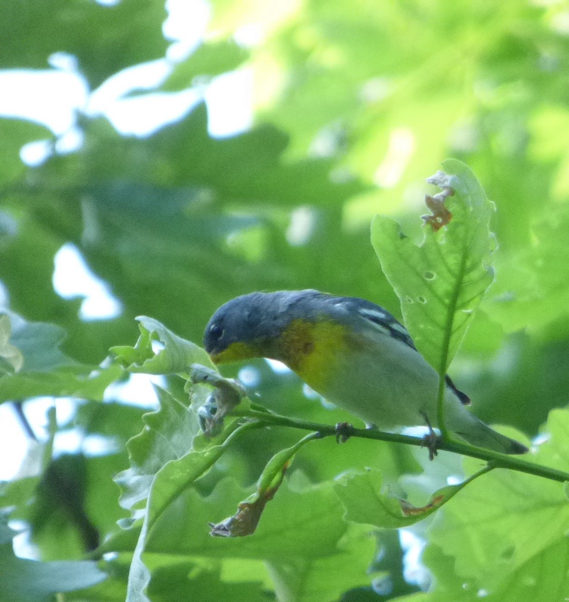 Northern Parula - Hazem Alkhan