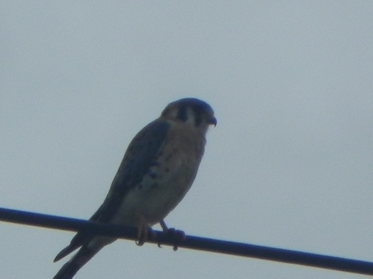 American Kestrel - John Calderón Mateus