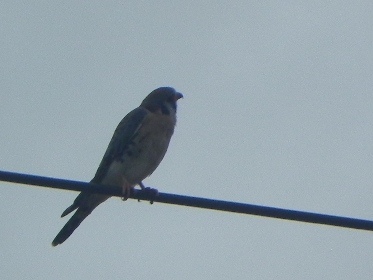 American Kestrel - John Calderón Mateus