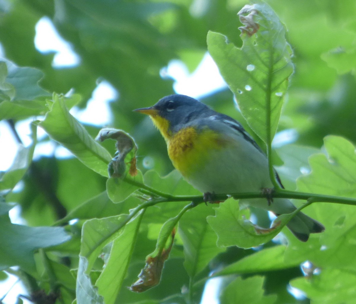 Northern Parula - Hazem Alkhan