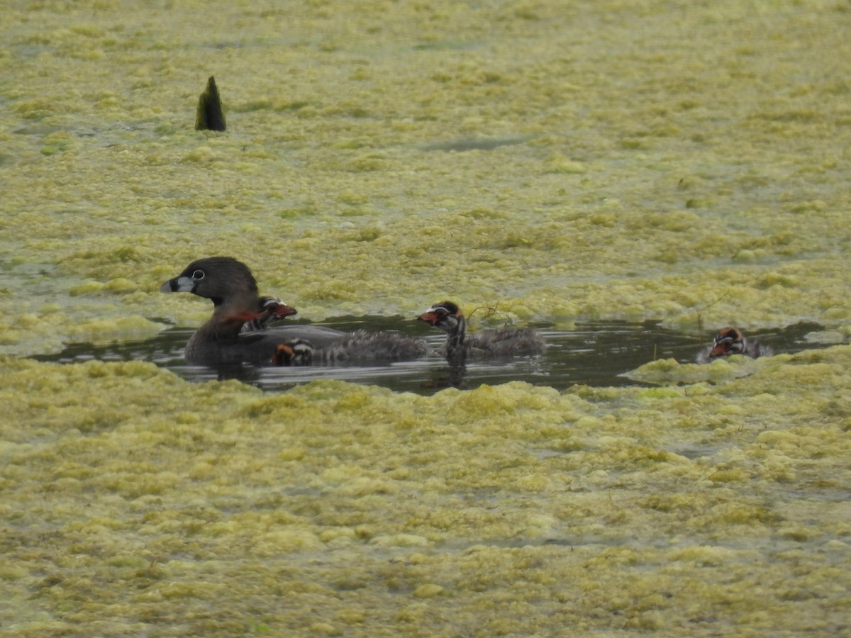 Pied-billed Grebe - ML619516888