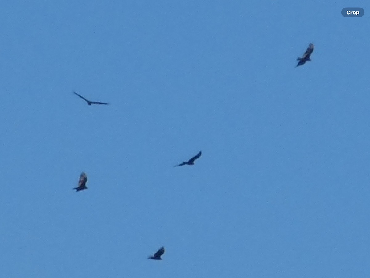 Turkey Vulture - Willeke and Frits Bosveld - van Rijn