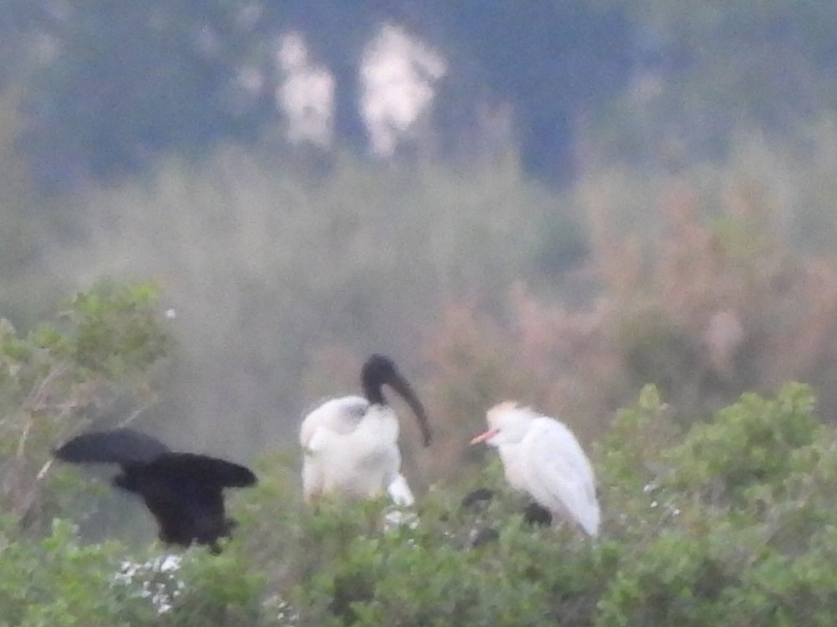 African Sacred Ibis - karen  leonhardt