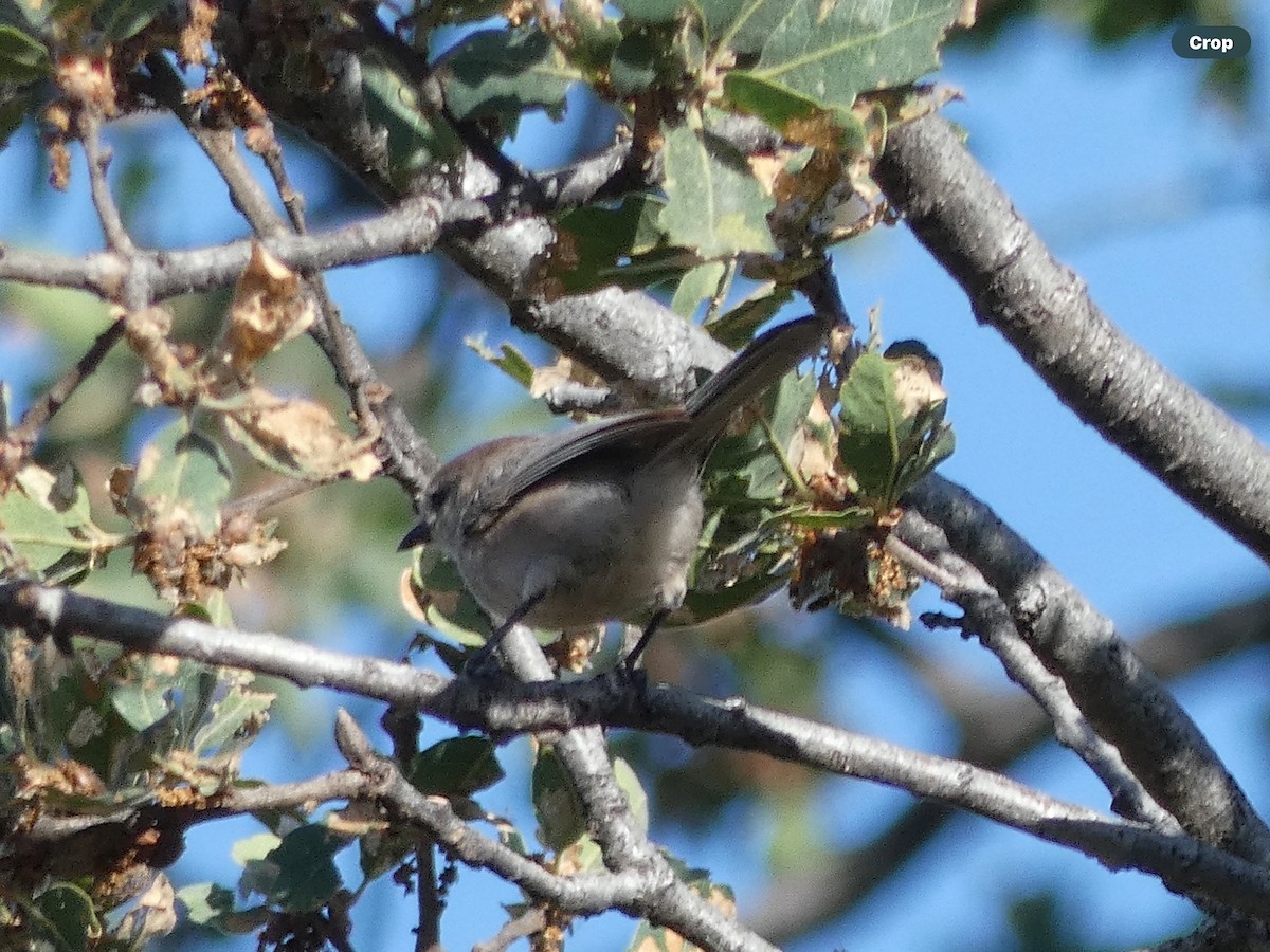 Bushtit - Willeke and Frits Bosveld - van Rijn