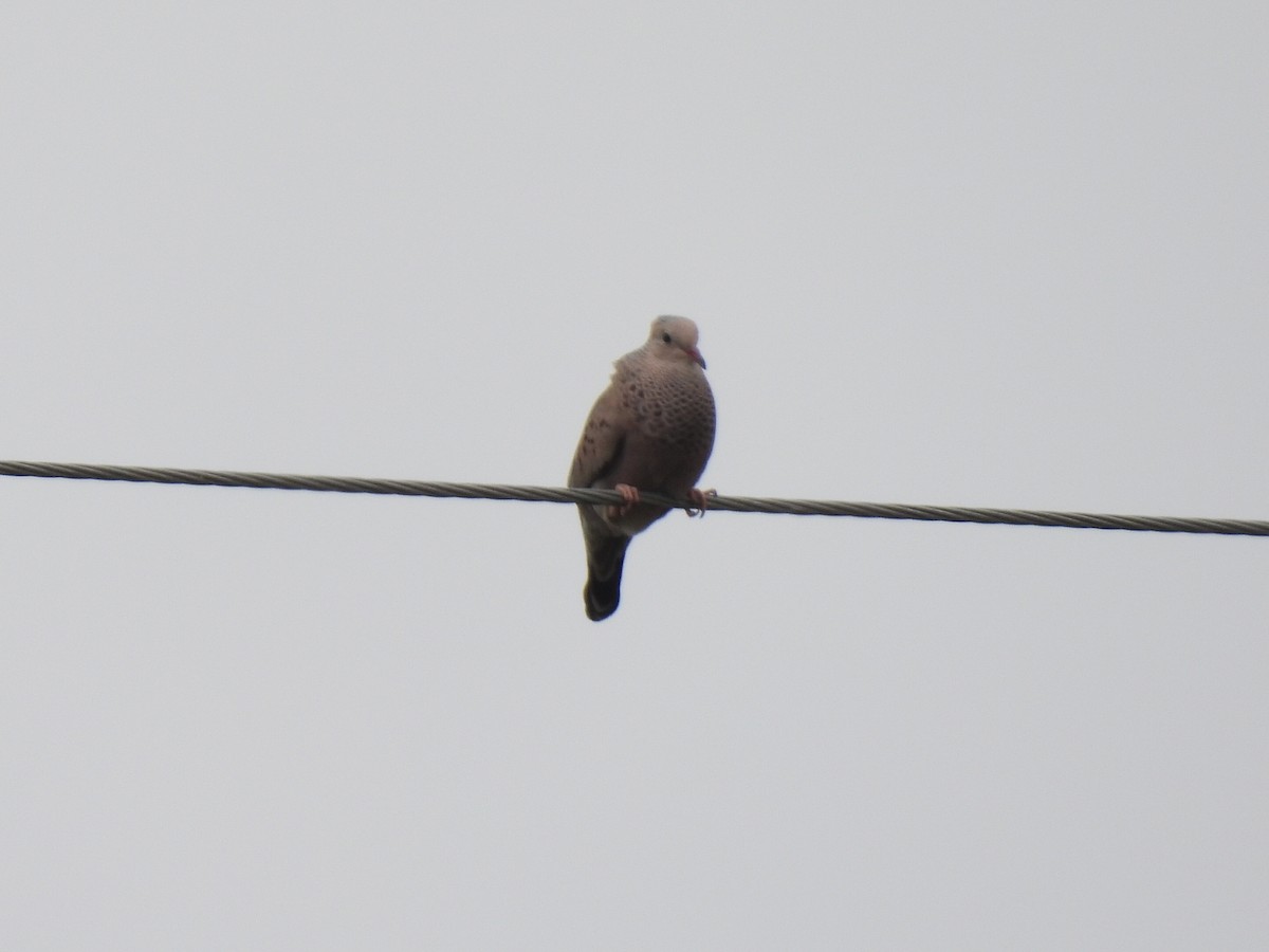 Common Ground Dove - Nathan Wahler