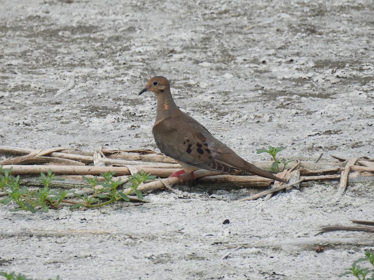 Mourning Dove - Nathan Wahler