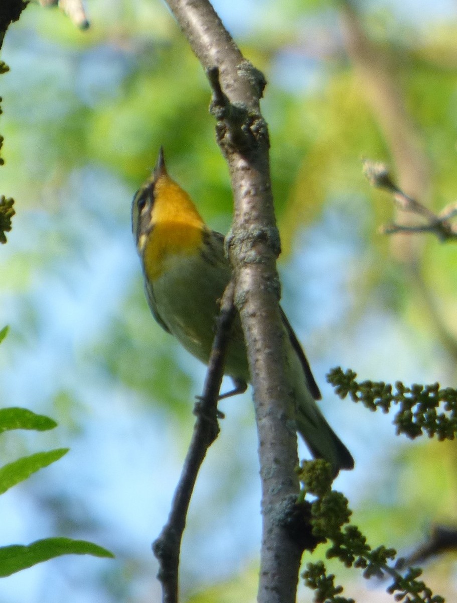 Blackburnian Warbler - Hazem Alkhan