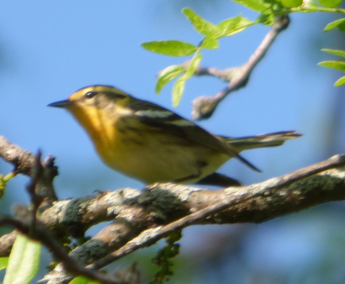 Blackburnian Warbler - Hazem Alkhan