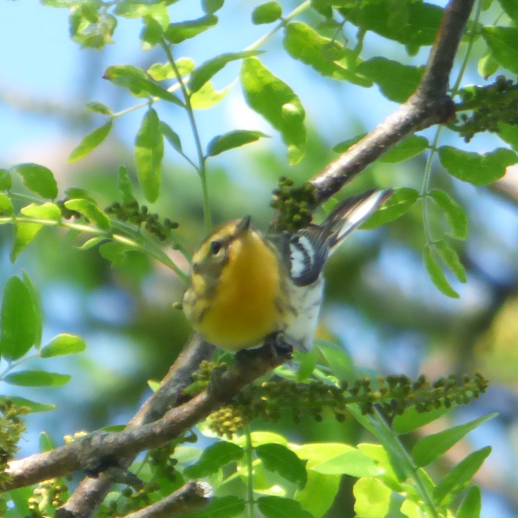 Blackburnian Warbler - Hazem Alkhan