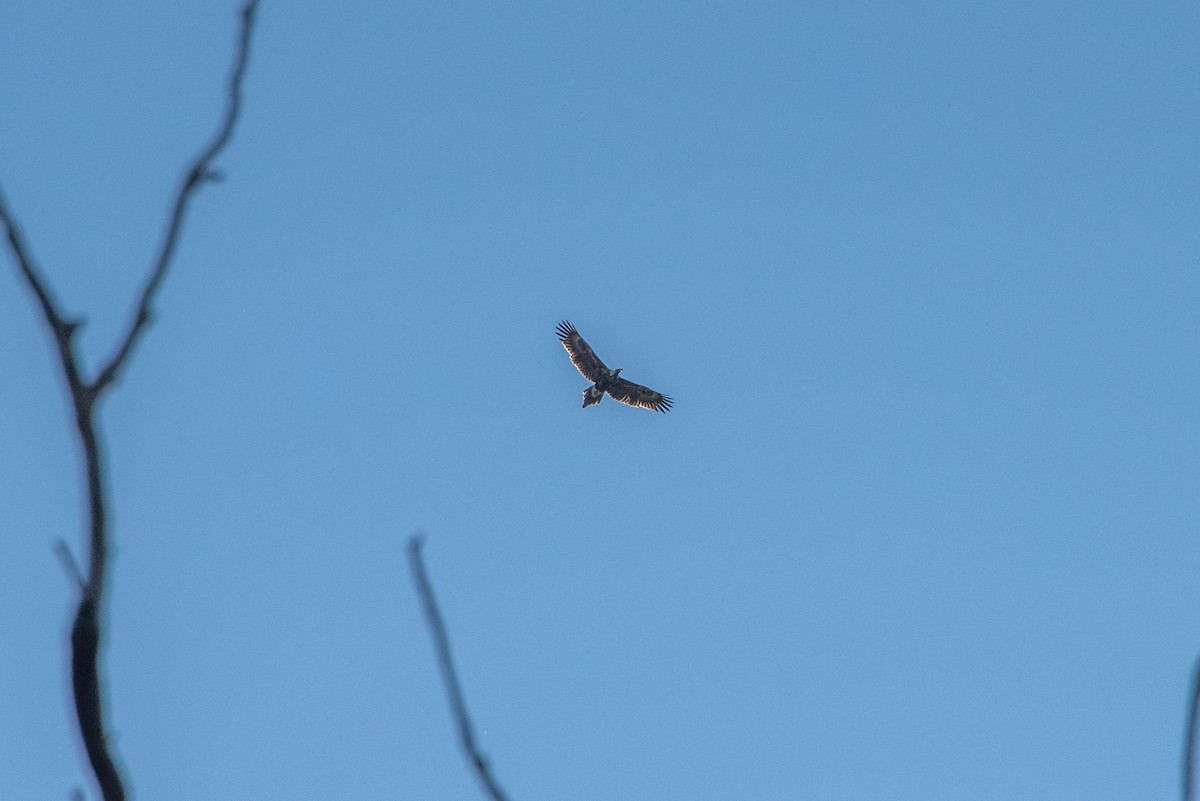 Wedge-tailed Eagle - ML619516915