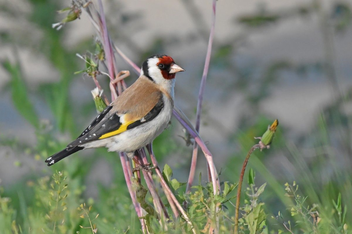 European Goldfinch - ML619516918