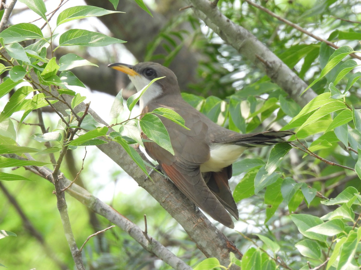 Yellow-billed Cuckoo - Nathan Wahler