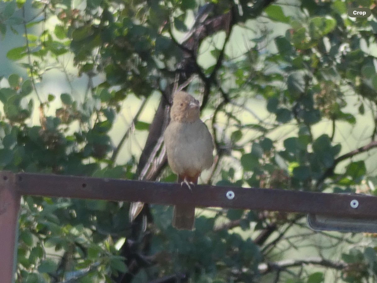 California Towhee - Willeke and Frits Bosveld - van Rijn