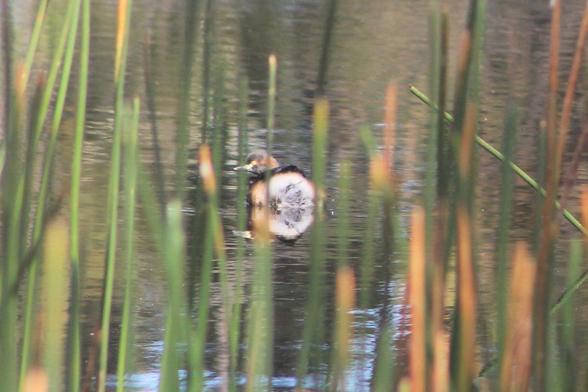 Australasian Grebe - Steve  McIntosh