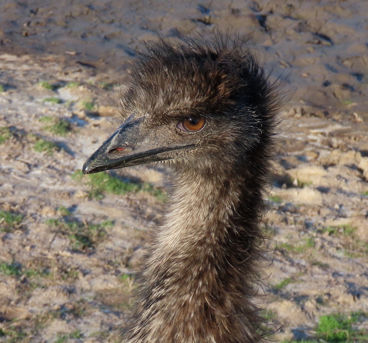 Emu - Peter Taylor (ex Birding SW)
