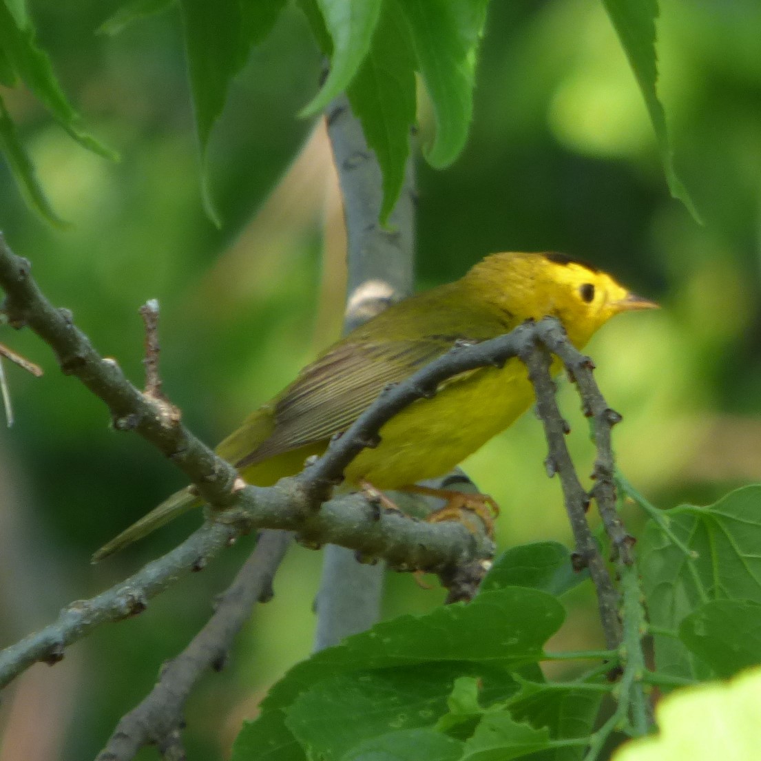 Wilson's Warbler - Hazem Alkhan