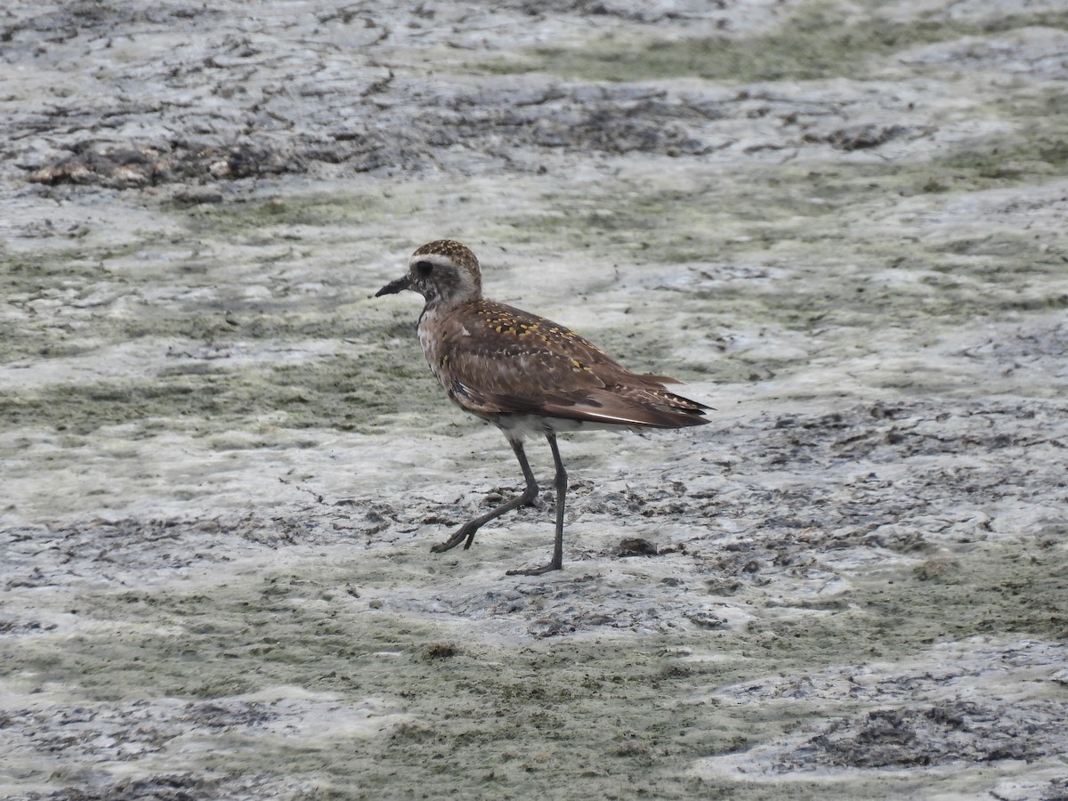 American Golden-Plover - Nathan Wahler