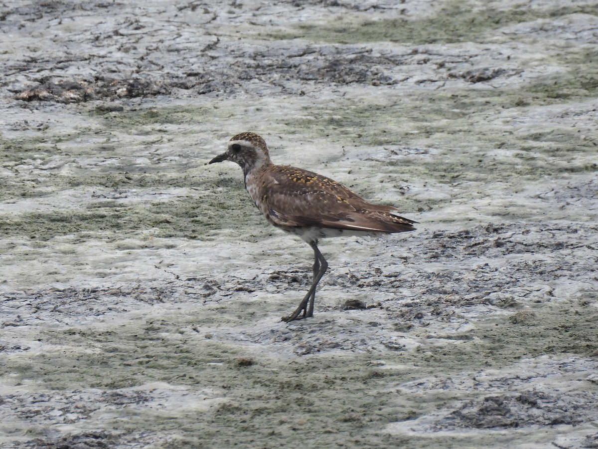 American Golden-Plover - Nathan Wahler