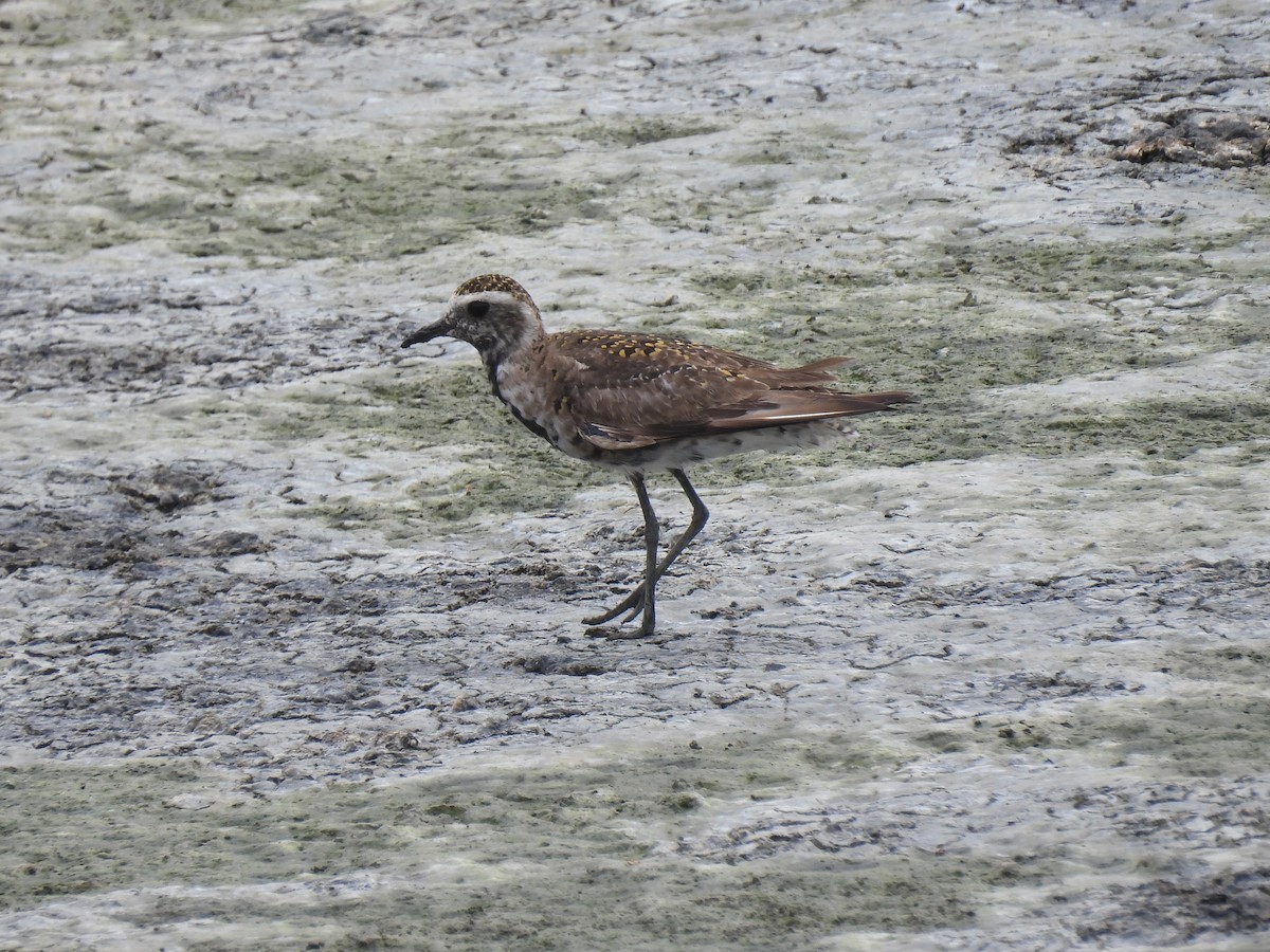 American Golden-Plover - Nathan Wahler