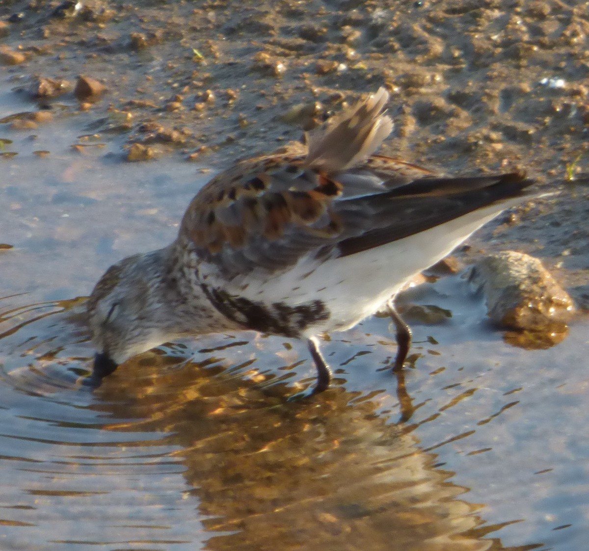 Dunlin - Hazem Alkhan