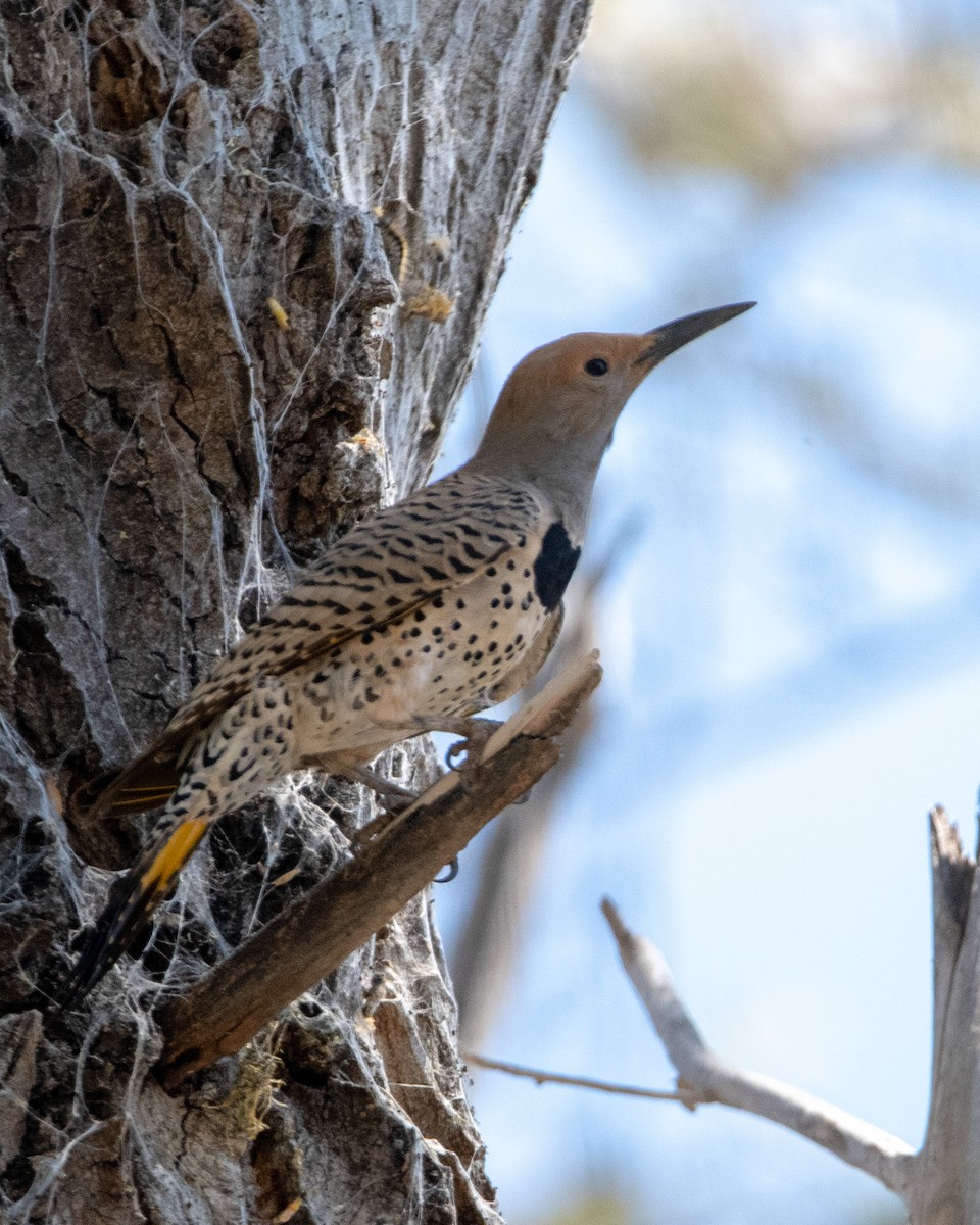 Gilded Flicker - Glenn Petersen