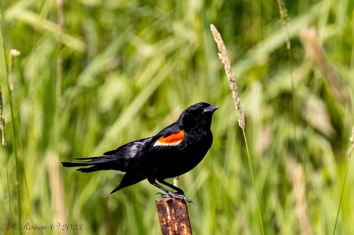 Red-winged Blackbird - Paul Roisen