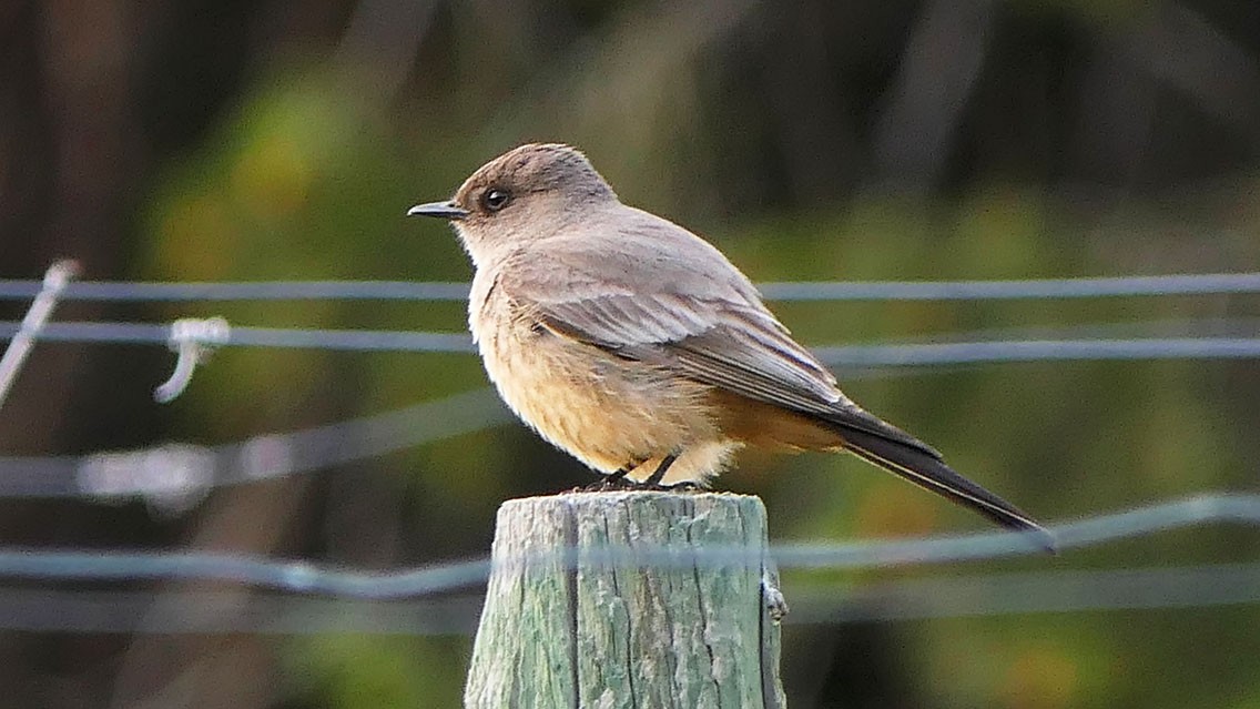 Say's Phoebe - Daniel Bastaja