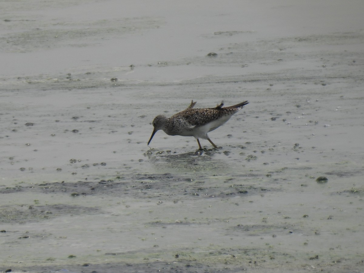 Lesser Yellowlegs - Nathan Wahler