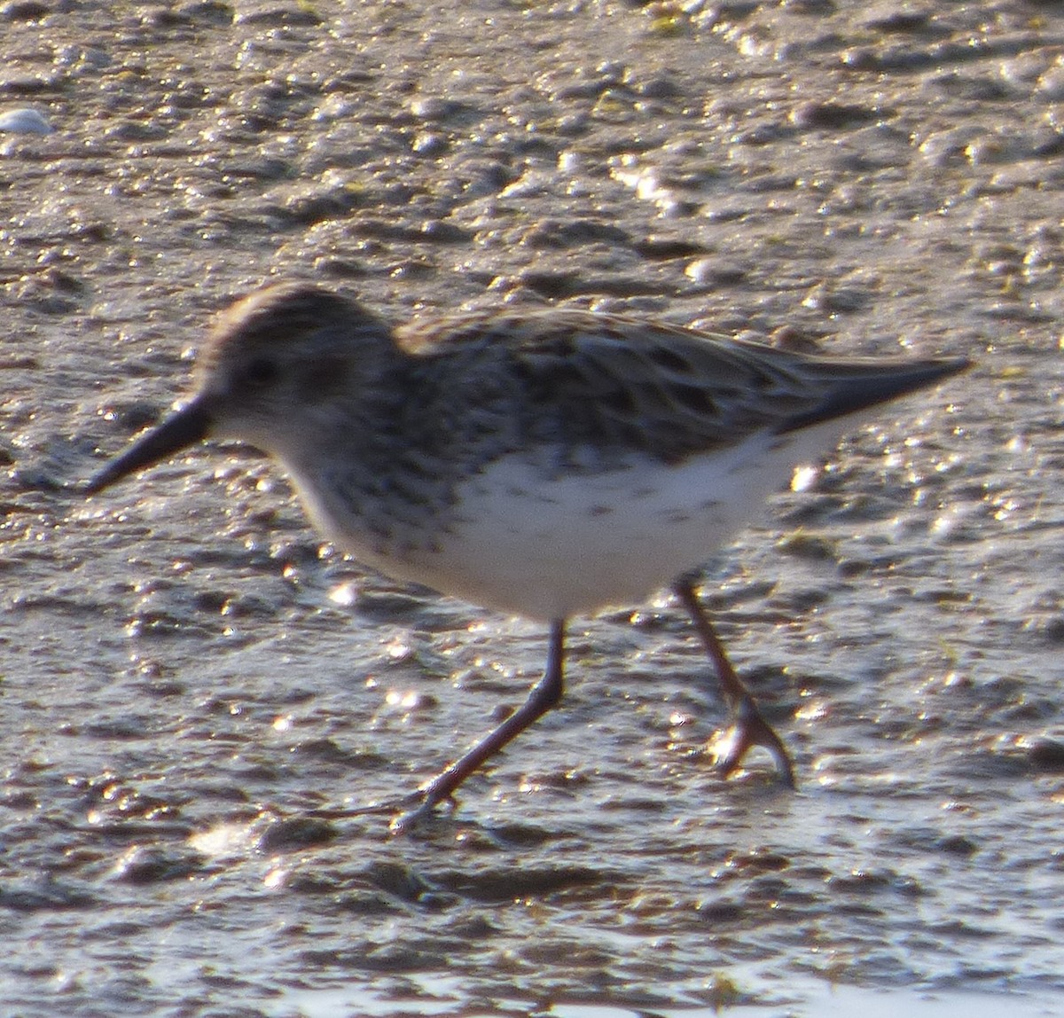 Semipalmated Sandpiper - Hazem Alkhan