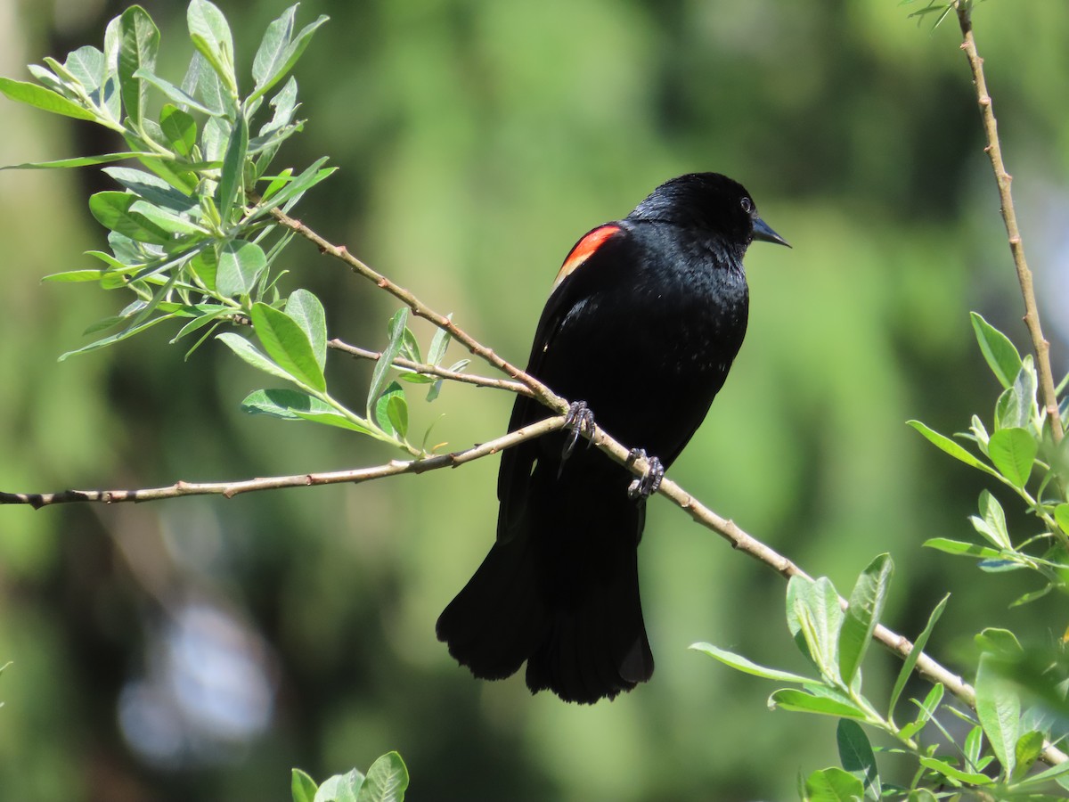 Red-winged Blackbird - Dick Porter