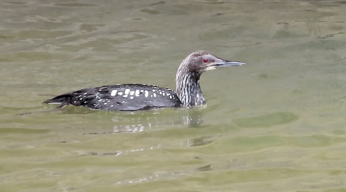 Pacific Loon - Petra Clayton