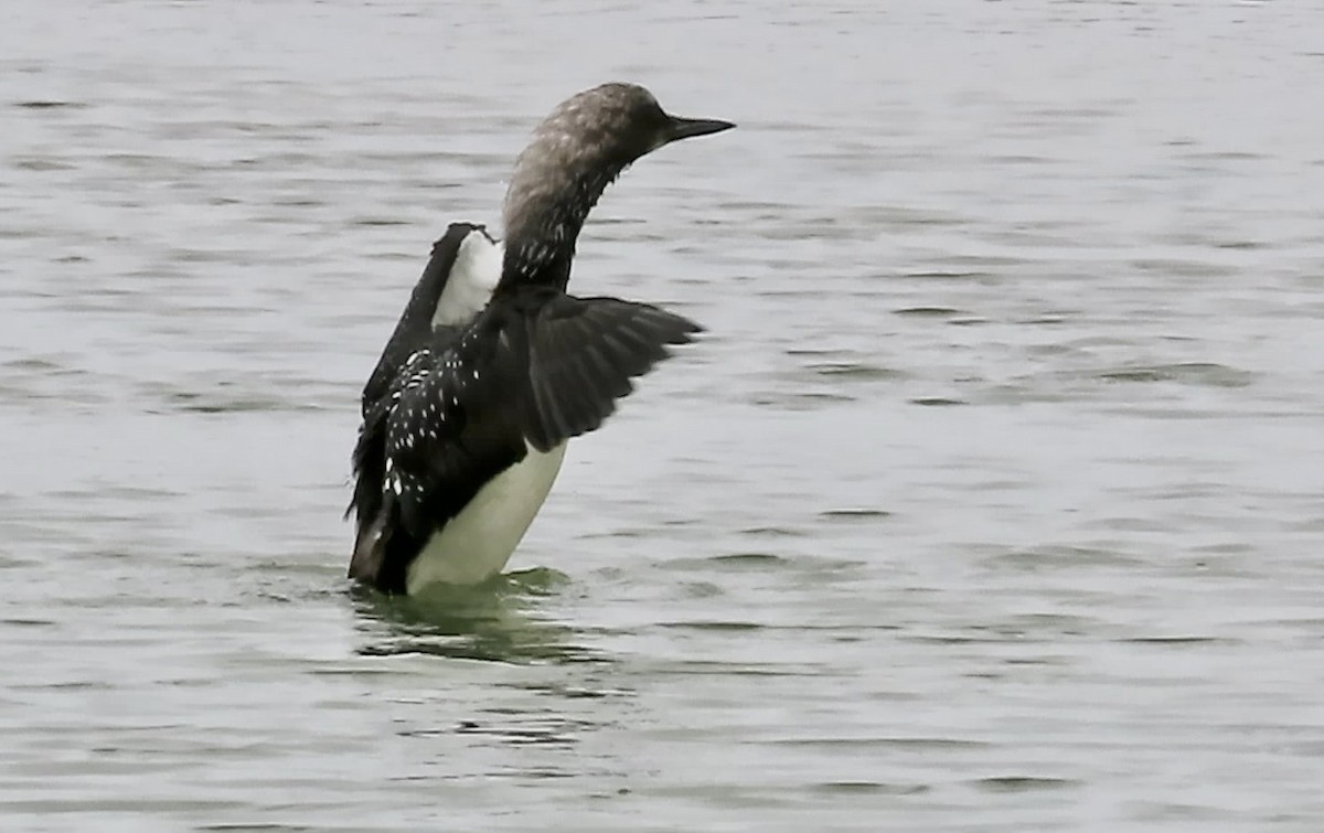 Pacific Loon - Petra Clayton