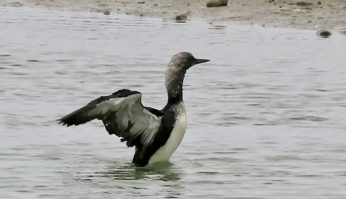 Pacific Loon - Petra Clayton