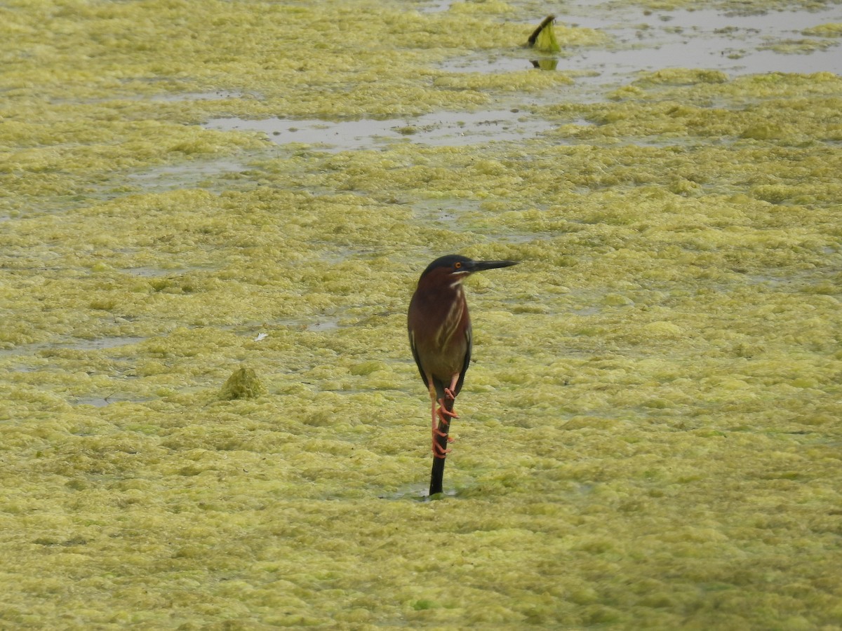 Green Heron - ML619516985