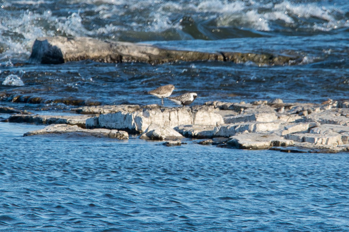 Black-bellied Plover - Robert Lussier