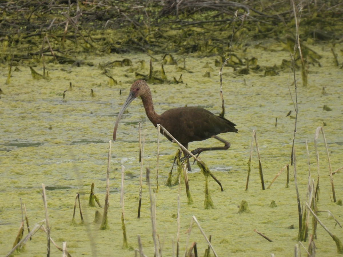 White-faced Ibis - Nathan Wahler